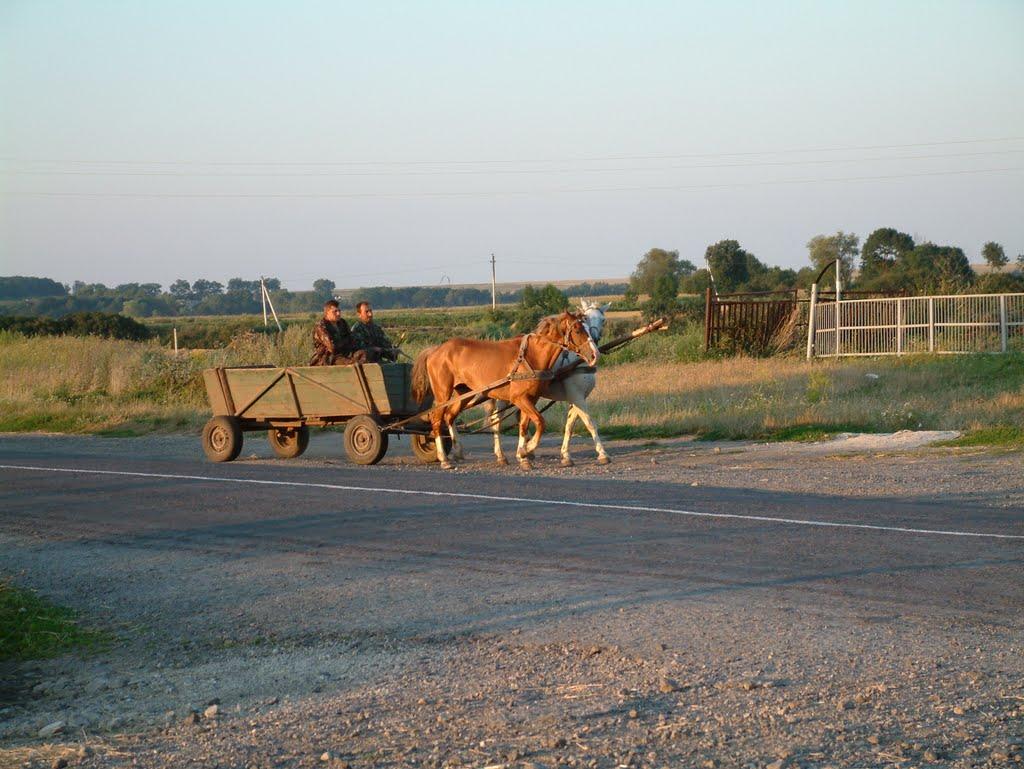Семиківці з panoramio.com - Семиківці