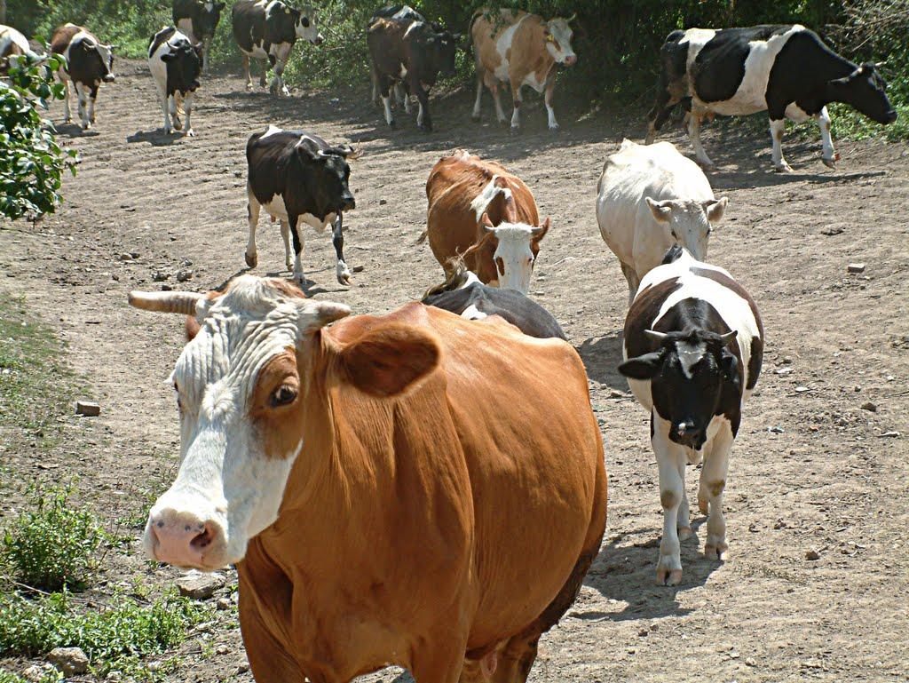 Бенева з panoramio.com - Бенева