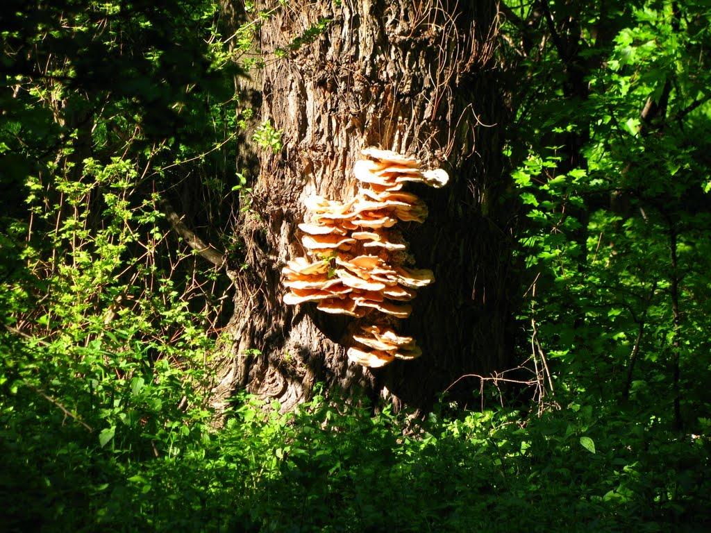 Хрустальний з panoramio.com - Хрустальный