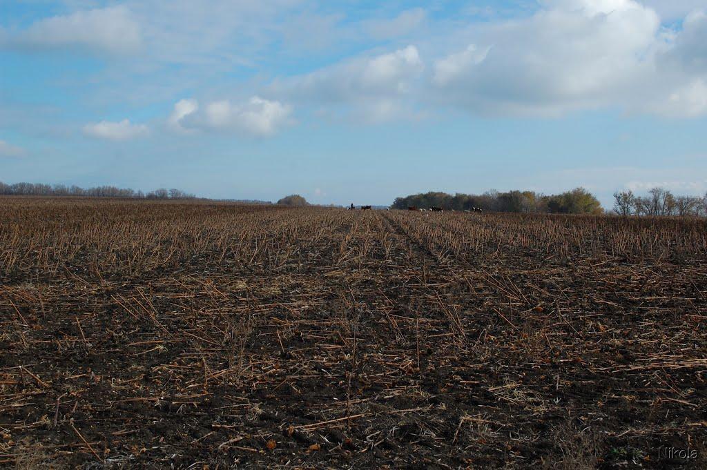 Чабанівка з panoramio.com - Чабановка