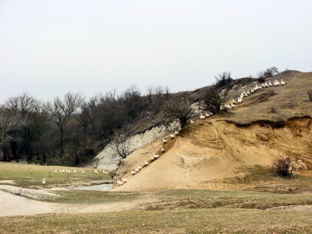 Мічурінське з panoramio.com - Мічурінське