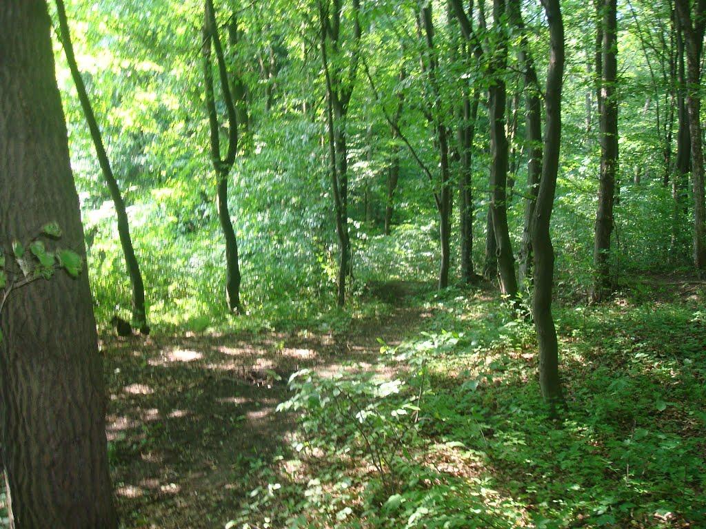 Давидківці з panoramio.com - Давидківці