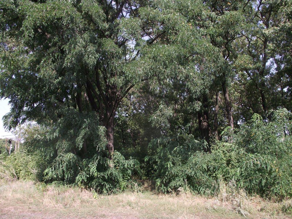 Вуглегірськ з panoramio.com - Вуглегірськ