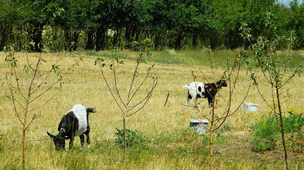 Ленінське з panoramio.com - Ленинское