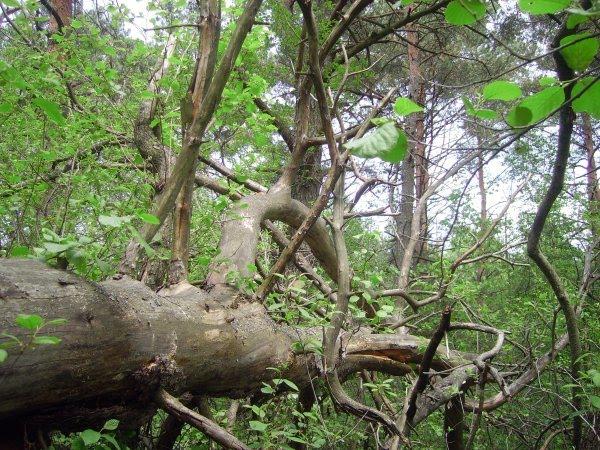 Перешпа з panoramio.com - Перешпа