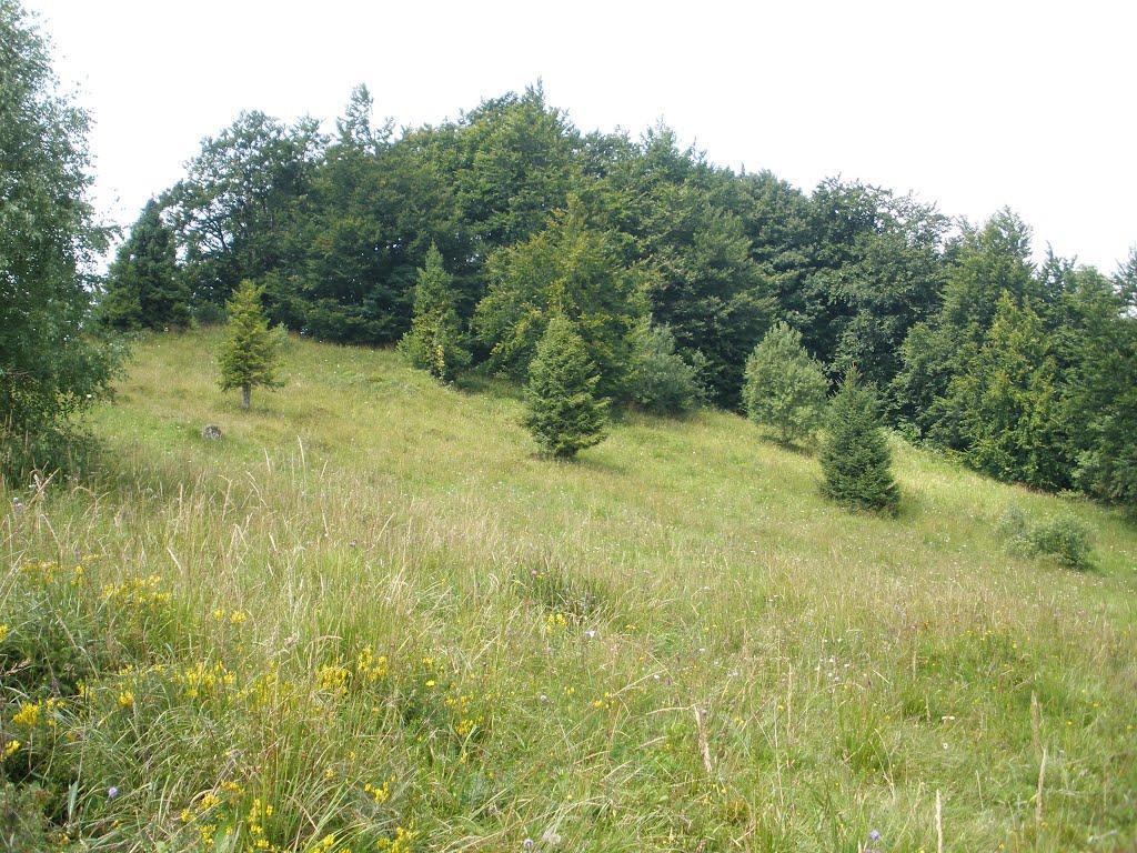 Кострина з panoramio.com - Кострина