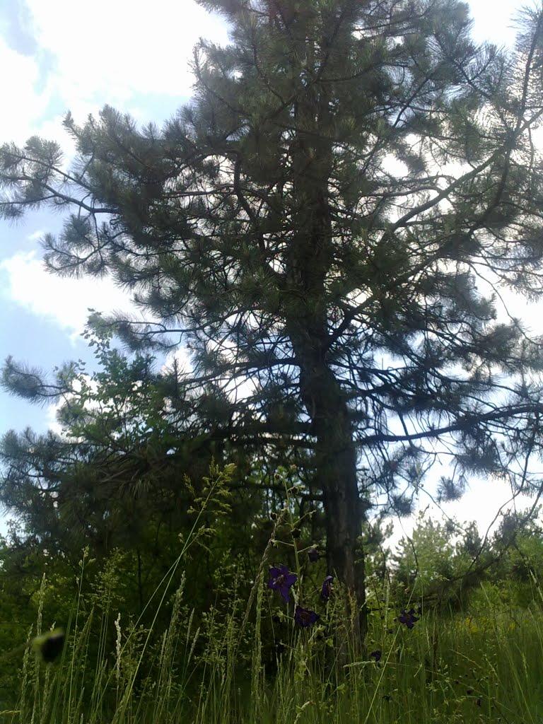 Червонознам'янка з panoramio.com - Червонознам'янка