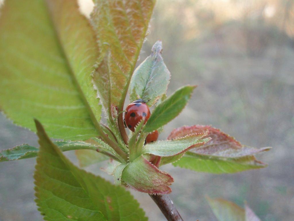 Пістрялово з panoramio.com - Пістрялово