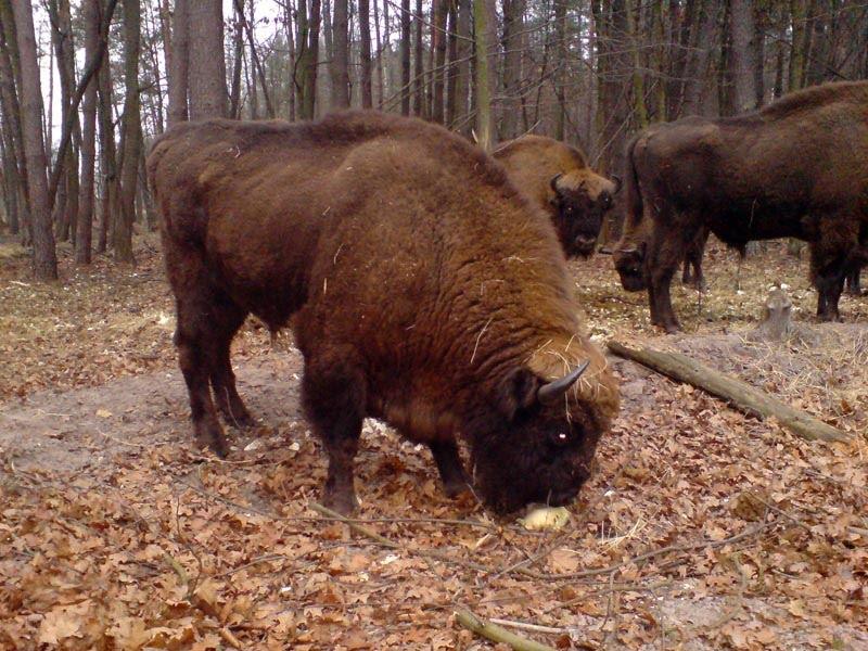 Збруї з panoramio.com - Збруї