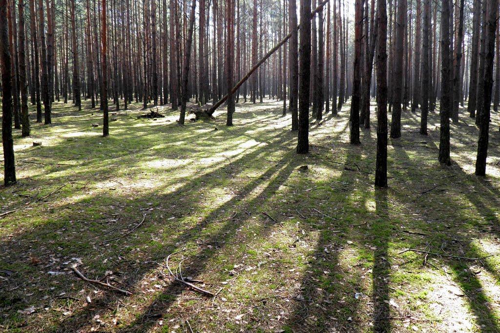 Маневичі з panoramio.com - Маневичи