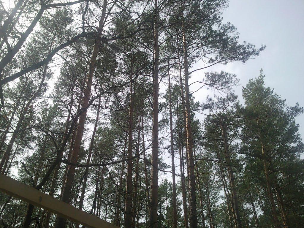 Котів з panoramio.com - Котів