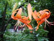 Углуватка з panoramio.com