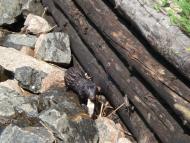 Сорокошичі з panoramio.com