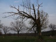 Балабине з panoramio.com