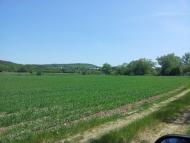 Каштанове з panoramio.com