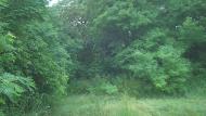 Зелене з panoramio.com