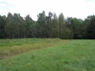 Жиричі з panoramio.com