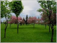 Цукурине - Останні фото