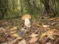 Тальки з panoramio.com