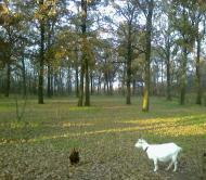 Дулицьке з panoramio.com