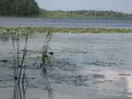 Віл з panoramio.com