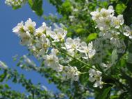 Вигівка з panoramio.com