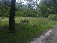 Михля з panoramio.com