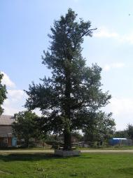 Калинів з panoramio.com