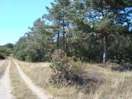 Піонерське з panoramio.com