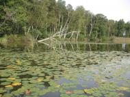 Віл - Останні фото