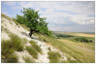 Липове з panoramio.com
