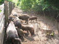 Підріччя з panoramio.com