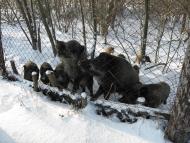 Руда-Сілецька - Останні фото