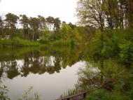 Дуби з panoramio.com