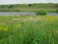 Рогізна з panoramio.com