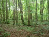 Майдан-Вербецький з panoramio.com