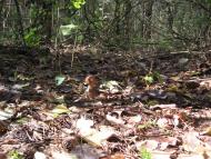 Тальки з panoramio.com