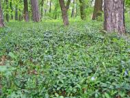 Зелений Гай з panoramio.com