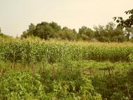 Луканівка з panoramio.com