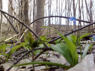 Кирияківщина з panoramio.com