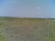 Chervona Zirka - Latest photos