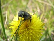 Стара Покровка з panoramio.com