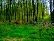 Мурзинці з panoramio.com