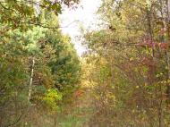 Куряжанка з panoramio.com