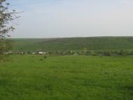 Chervona Zirka - Latest photos