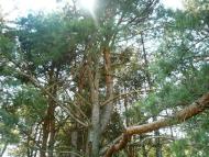 Перельоти - Останні фото