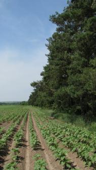 Клебань з panoramio.com