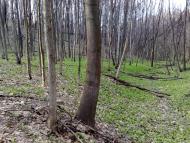 Кирияківщина з panoramio.com