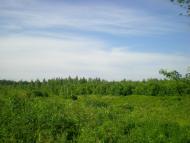 Дулицьке з panoramio.com