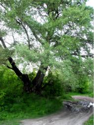 Піщане з panoramio.com